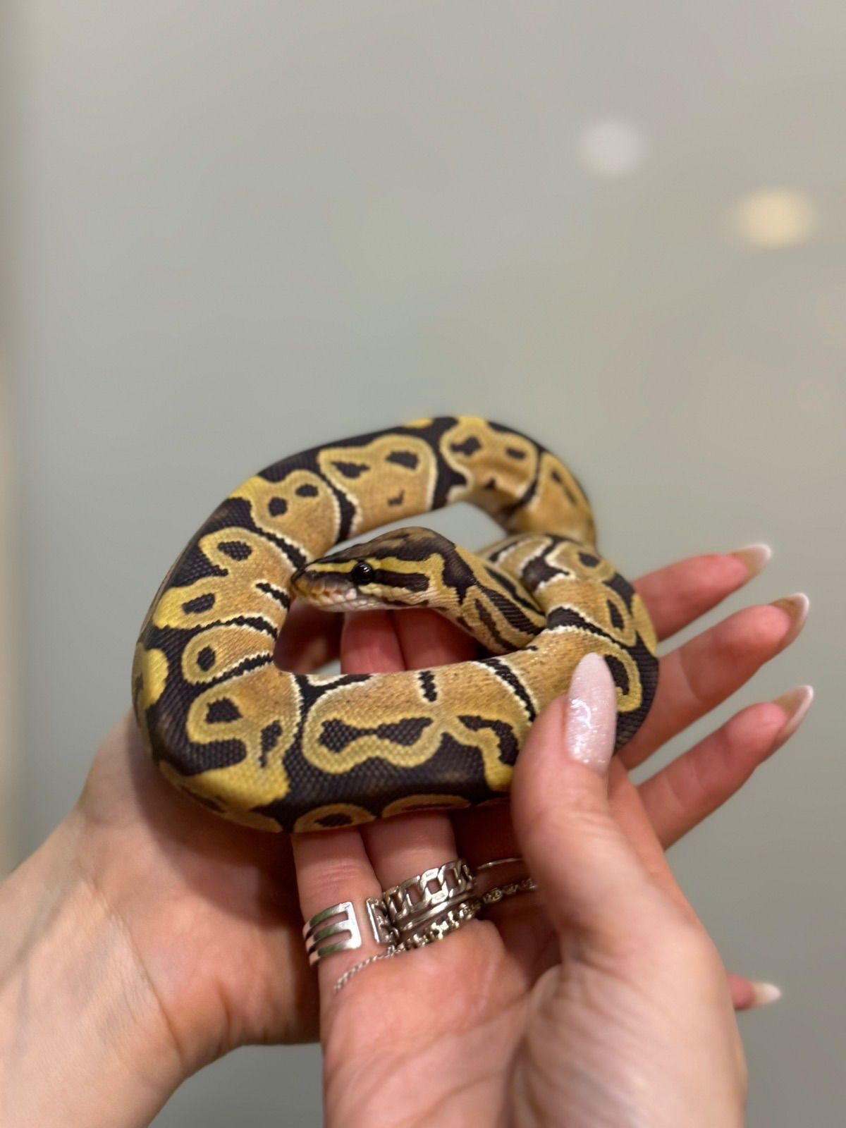 Королівський пітон