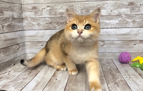 Хлопчик золота шиншилла.
