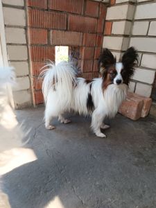 Цуценя Папійон/папильон (Papillon) /континентальний той-спанієль