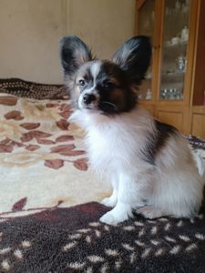 Цуценя Папійон/папильон (Papillon) /континентальний той-спанієль