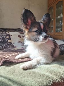 Цуценя Папійон/папильон (Papillon) /континентальний той-спанієль