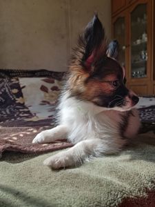 Цуценя Папійон/папильон (Papillon) /континентальний той-спанієль
