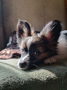Цуценя Папійон/папильон (Papillon) /континентальний той-спанієль