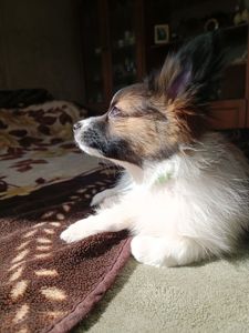Цуценя Папійон/папильон (Papillon) /континентальний той-спанієль
