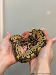 Королівський пітон
