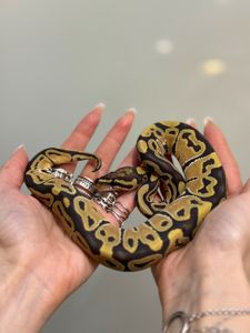 Королівський пітон
