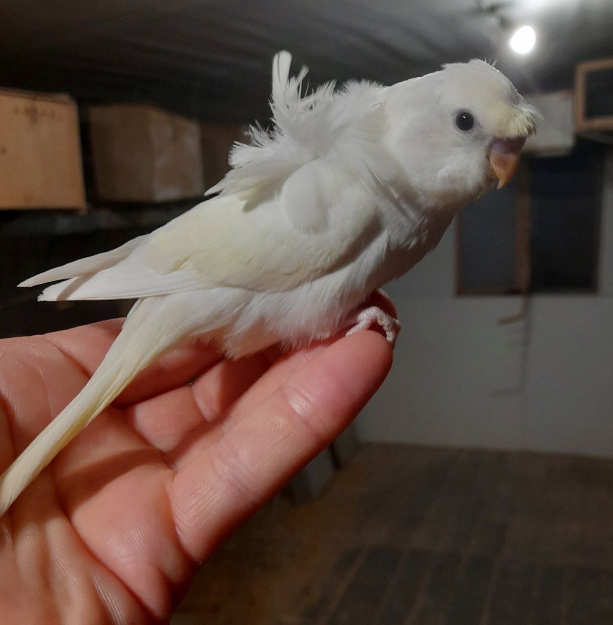 Хвилясті папуги