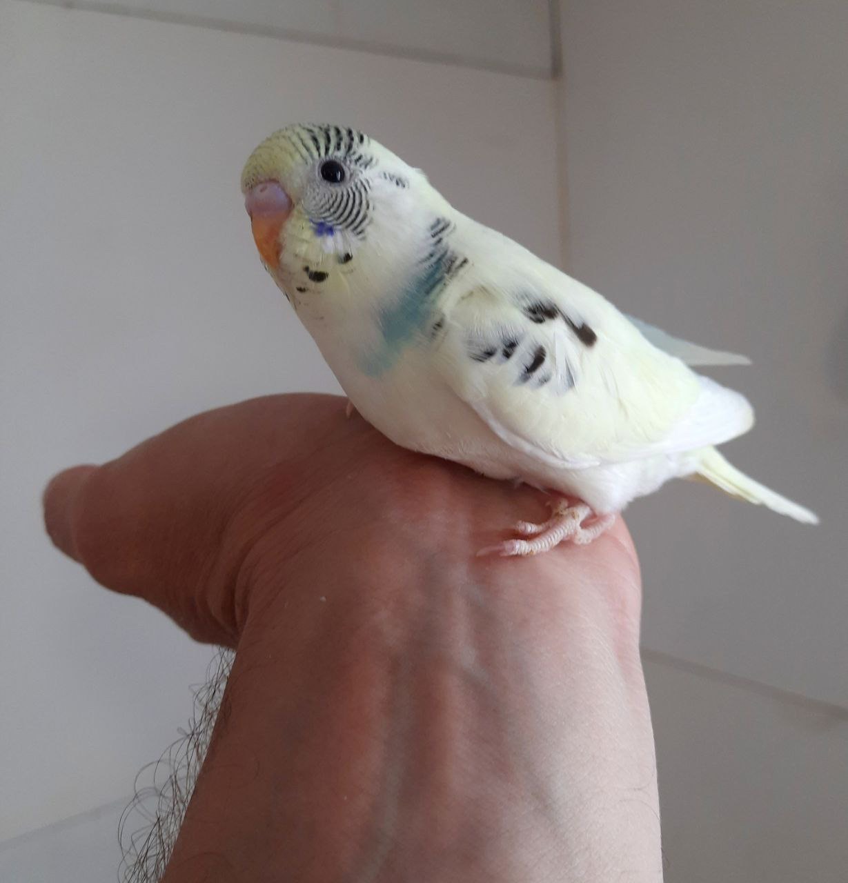 Хвилясті папуги