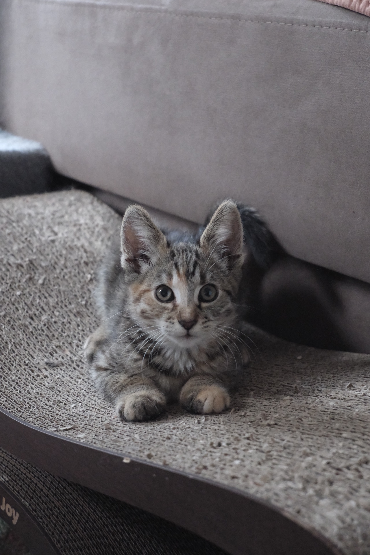 Маленьке Кошеня