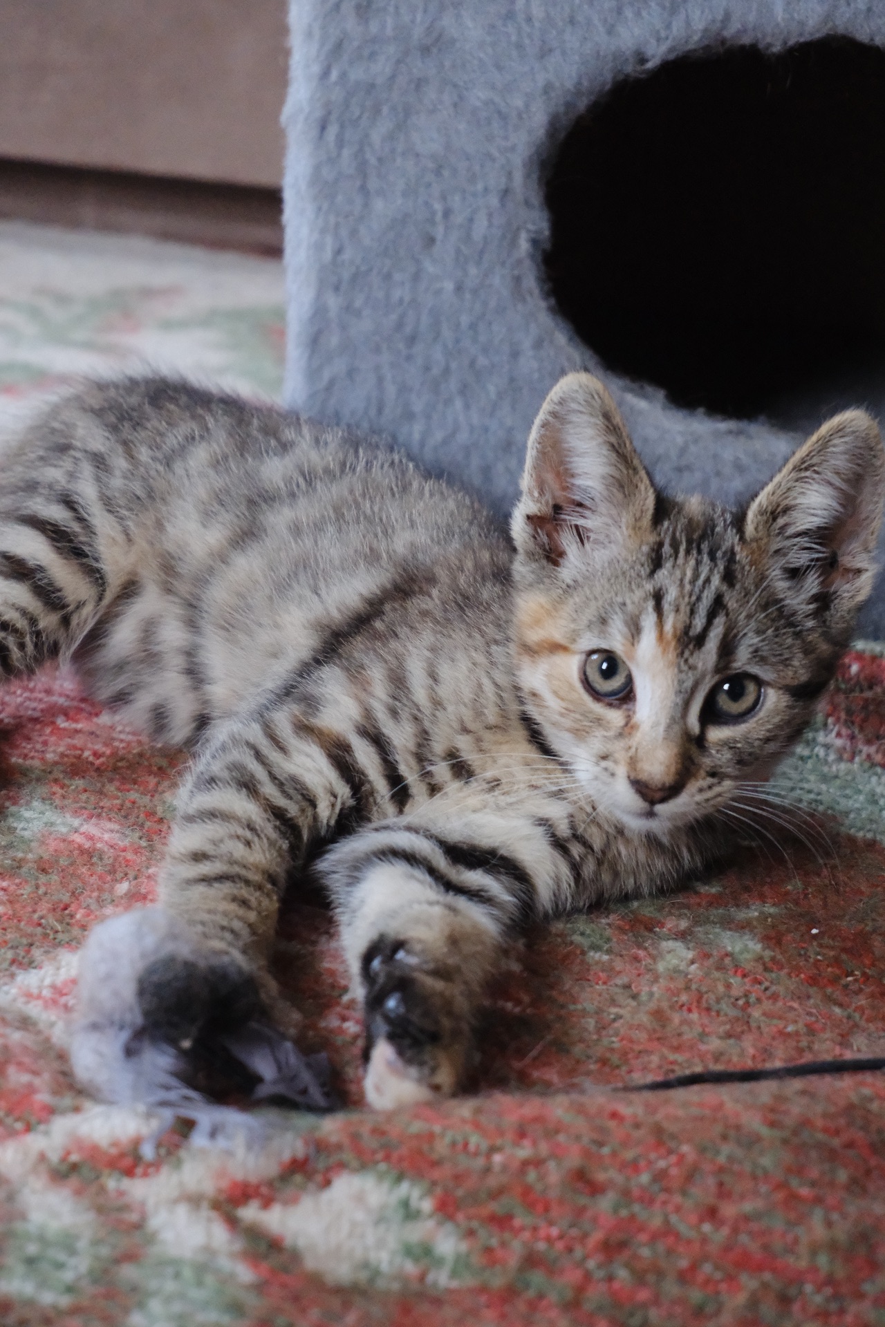 Маленьке Кошеня