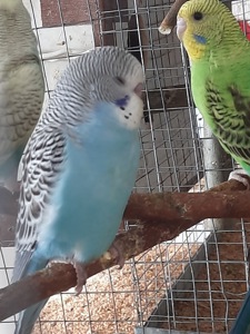 Хвилясті папуги