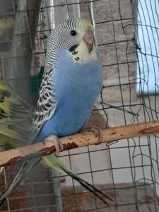 Хвилясті папуги