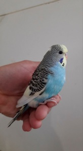 Хвилясті папуги