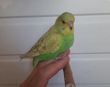 Хвилясті папуги