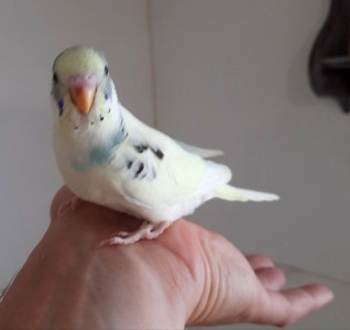 Хвилясті папуги