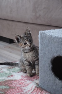 Маленьке Кошеня