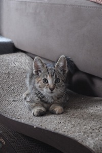 Маленьке Кошеня