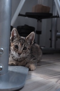 Маленьке Кошеня