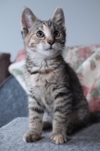 Маленьке Кошеня