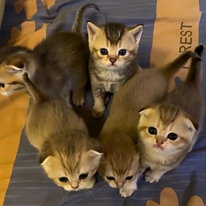 Кошенята золоті шиншилки