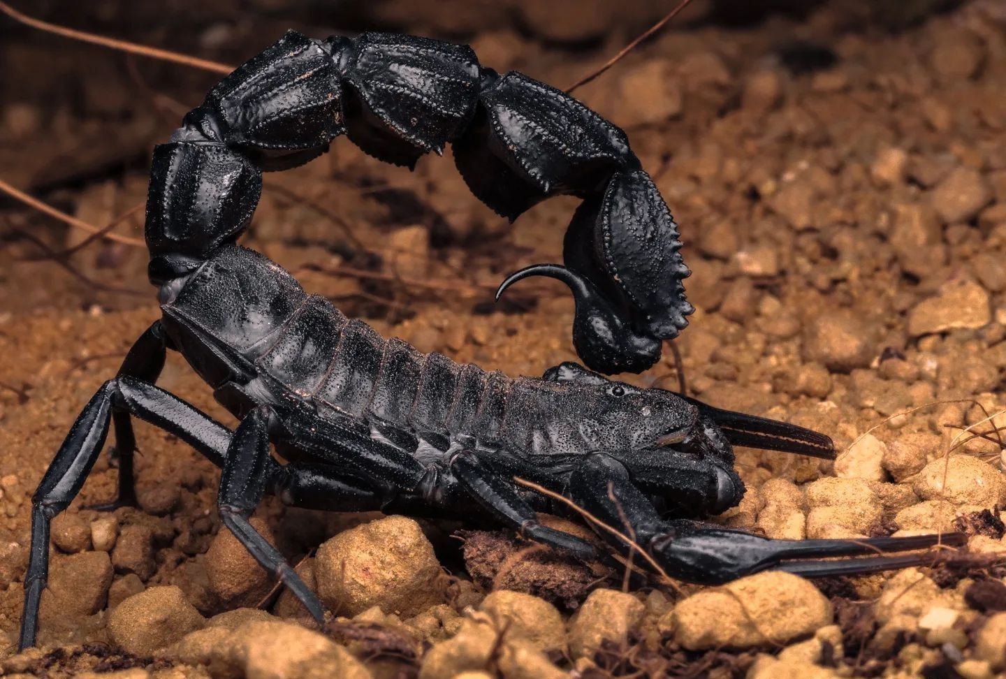 Скорпион Androctonus bicolor купить в Украине 3000грн