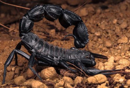Скорпион Androctonus bicolor купить в Украине 3000грн