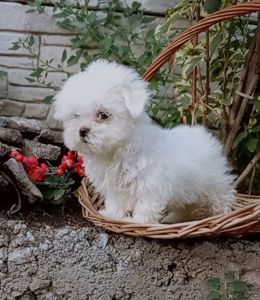 Мальчик мини мальтийской болонки
