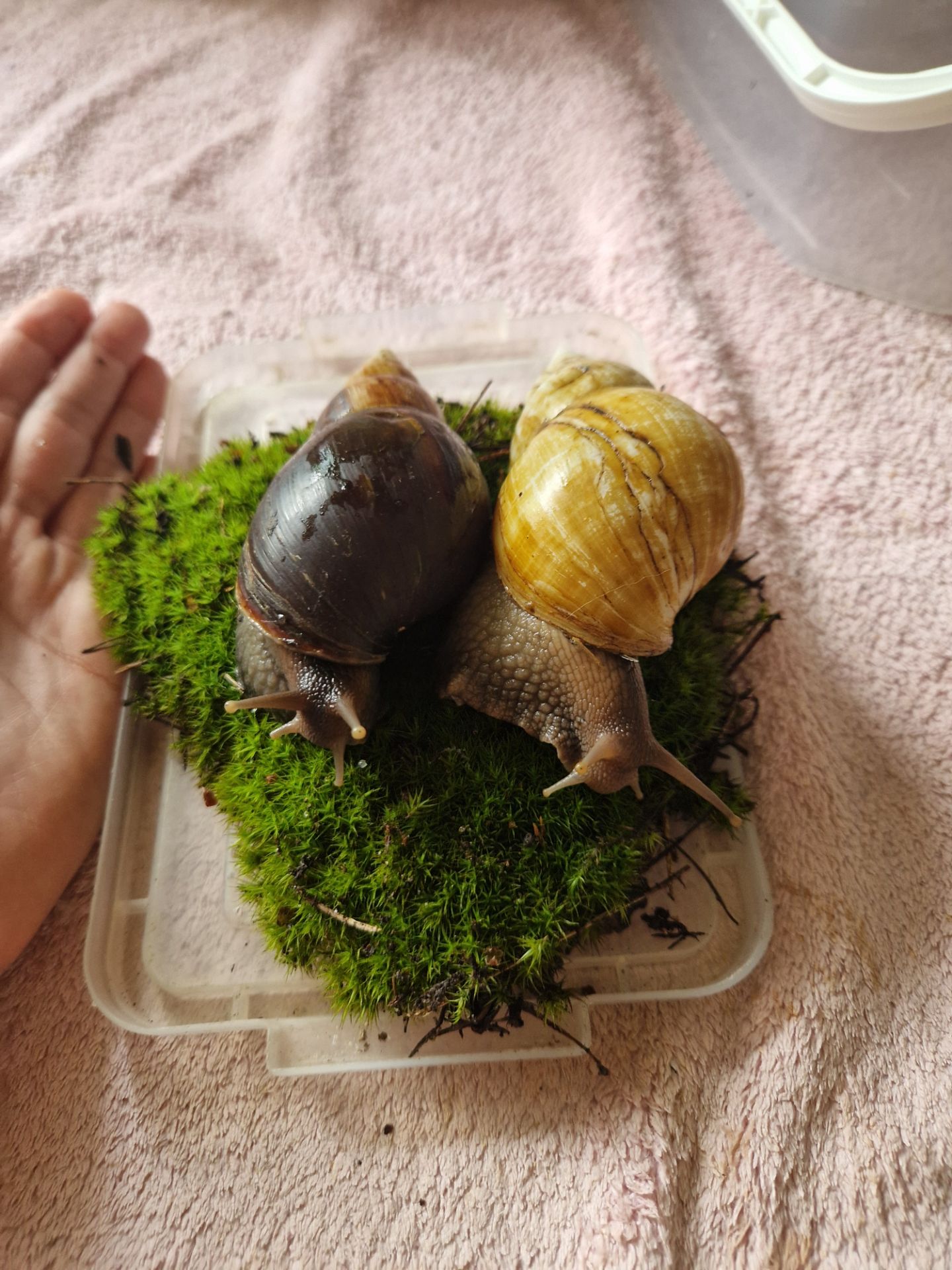 Дорослий равлик Ахатини Фуліки Хемелі