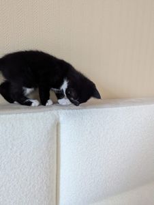Кошеня від мами, вік - 2 міс