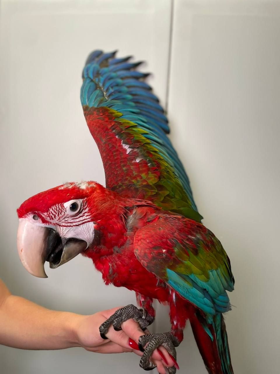 Зеленокрилий ара, неймовірно розумний птах, малюк папуги Ара