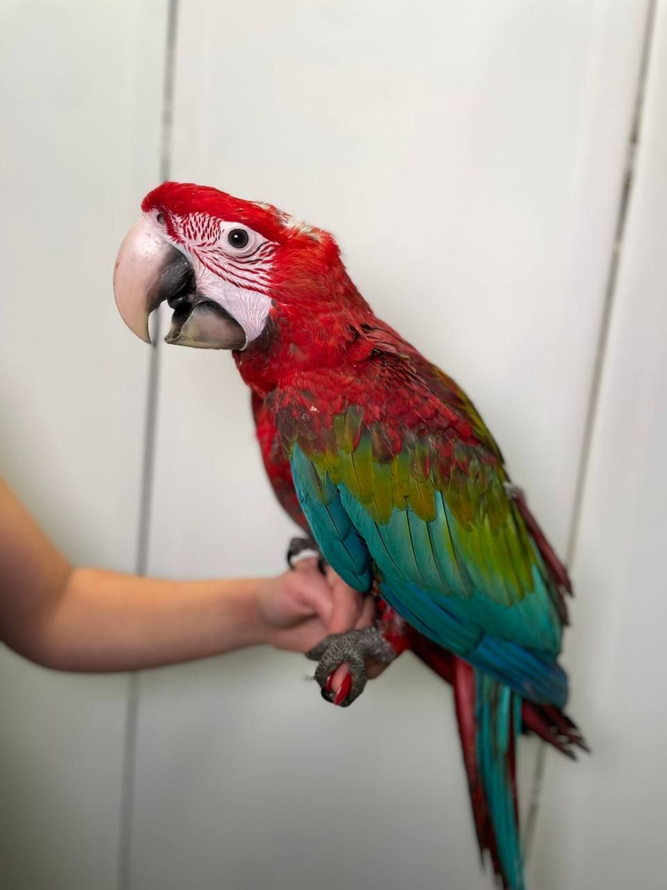 Зеленокрилий ара, неймовірно розумний птах, малюк папуги Ара