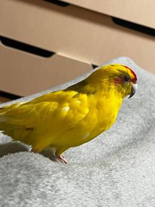 Какарик лео