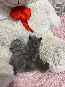 Кошенята скотіш фолд та скотіш страйт