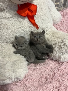 Кошенята скотіш фолд та скотіш страйт