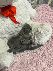 Кошенята скотіш фолд та скотіш страйт