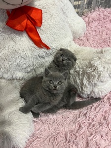 Кошенята скотіш фолд та скотіш страйт