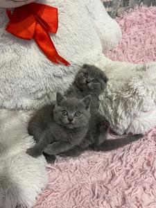 Кошенята скотіш фолд та скотіш страйт
