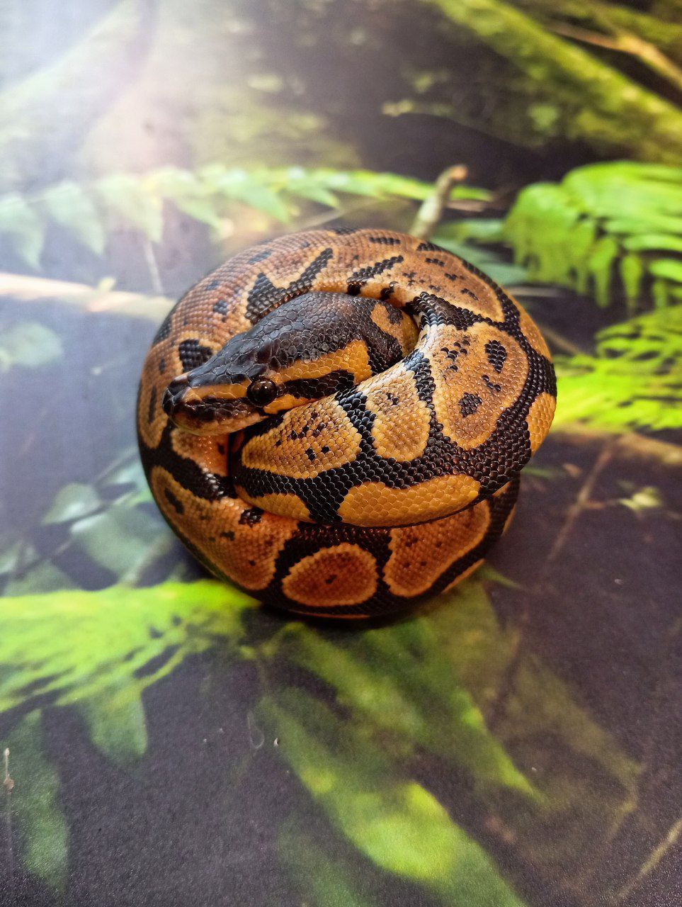 Королівські пітони цього року