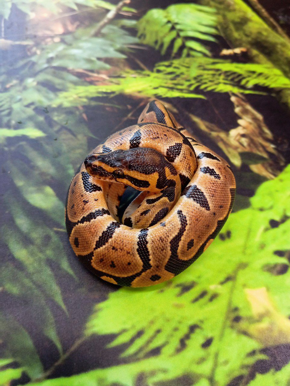 Королівські пітони цього року