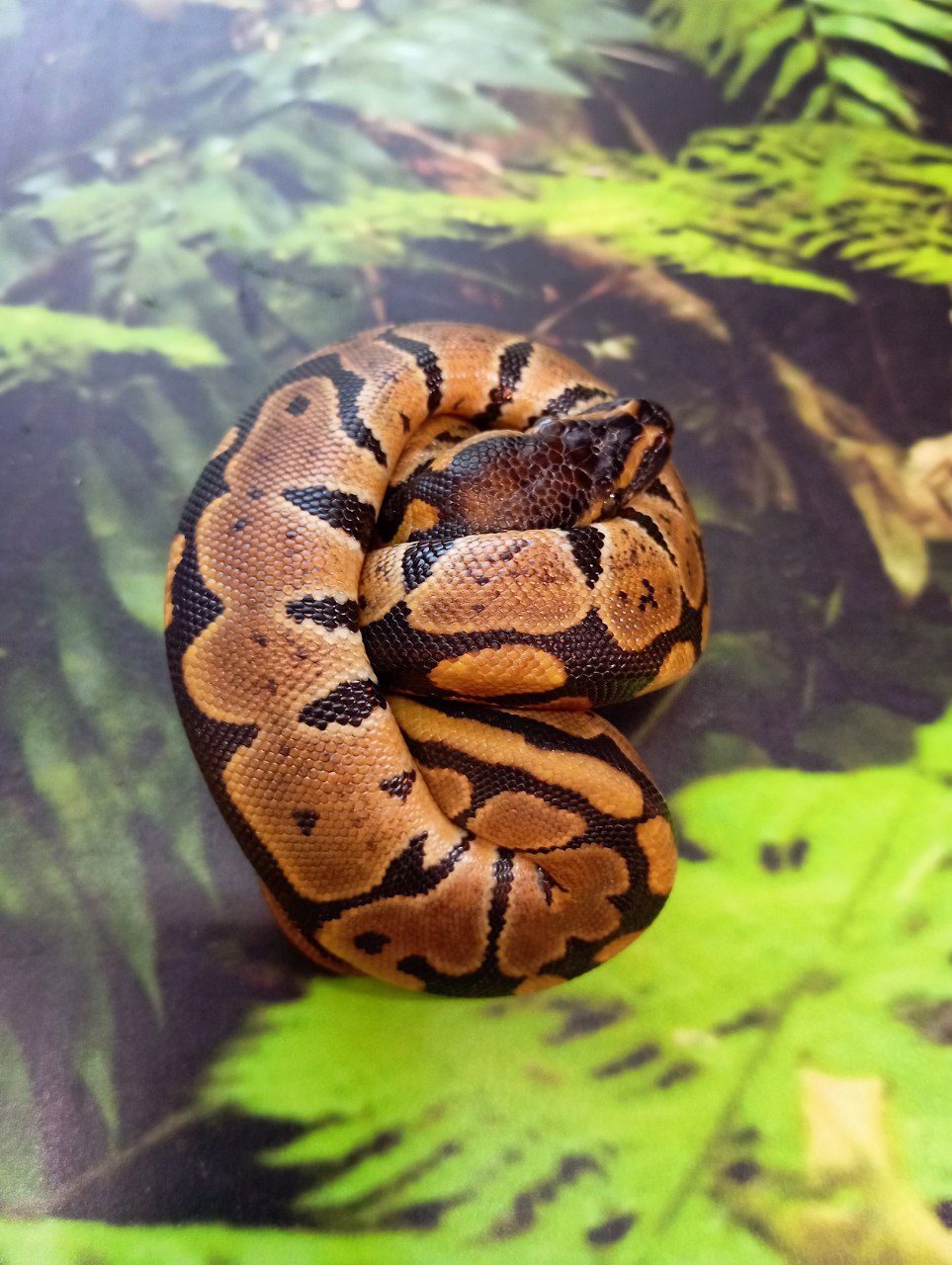 Королівські пітони цього року