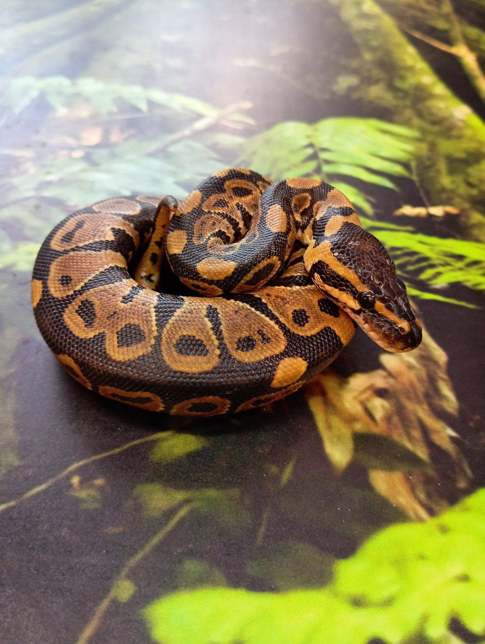 Королівські пітони цього року