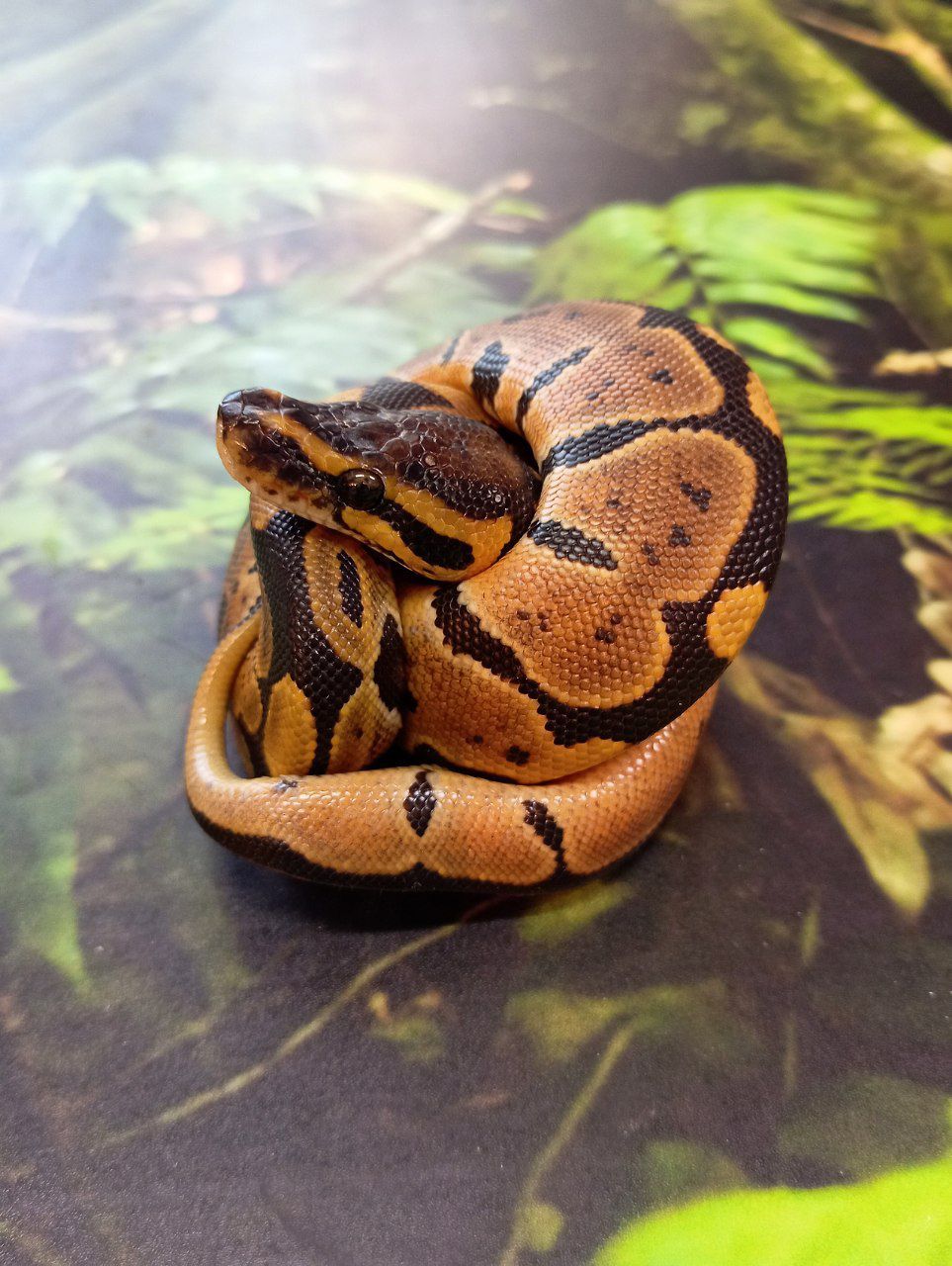 Королівські пітони цього року