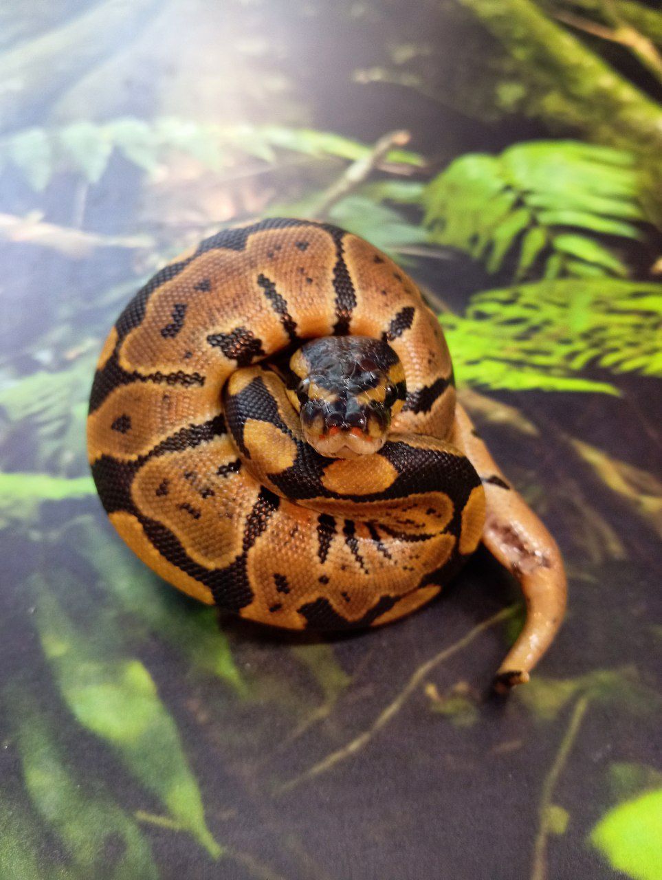 Королівські пітони цього року