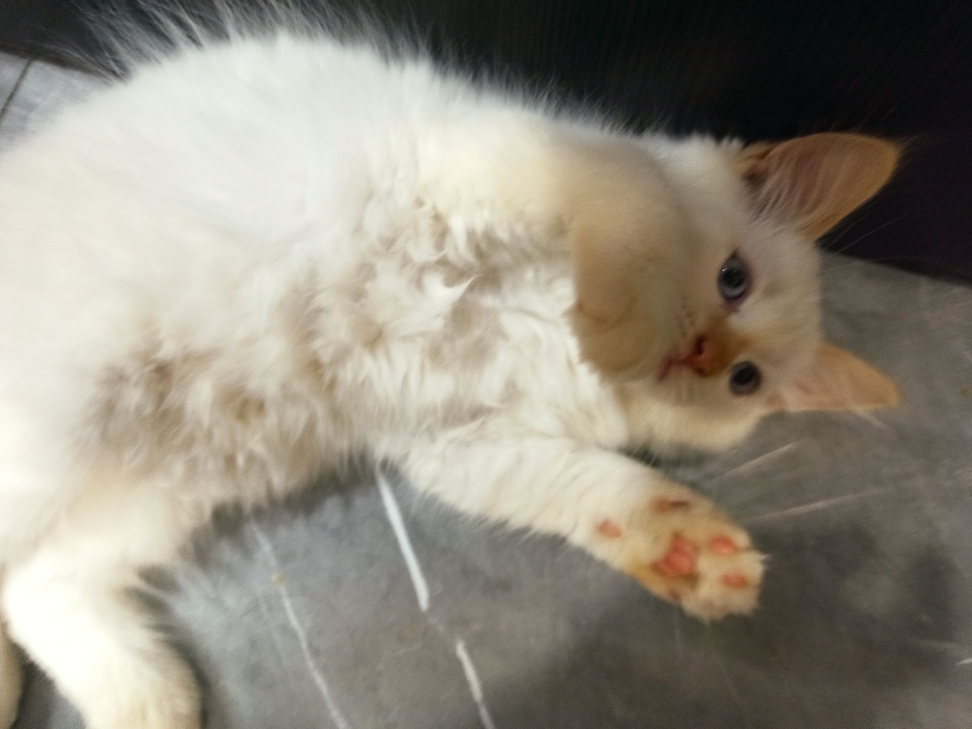 Невський маскарадний котик