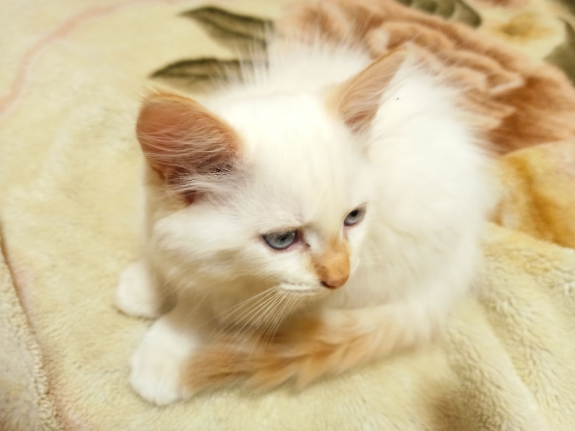 Невський маскарадний котик