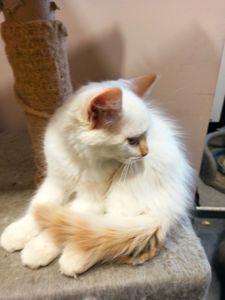Невський маскарадний котик