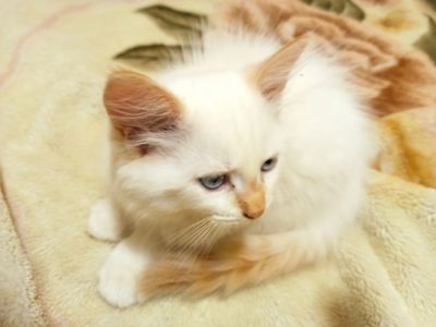 Невський маскарадний котик