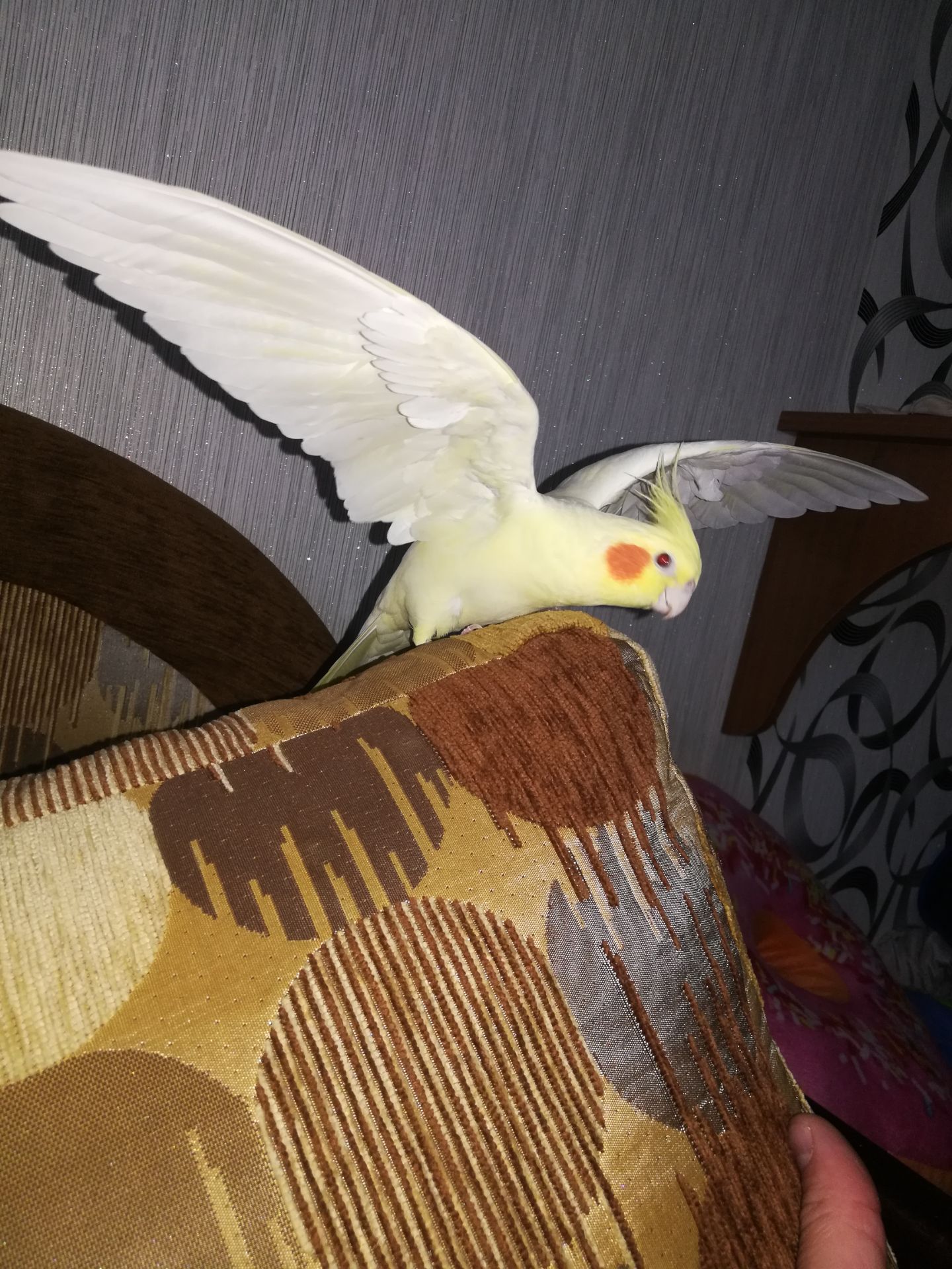 Жемчужний
