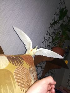 Жемчужний