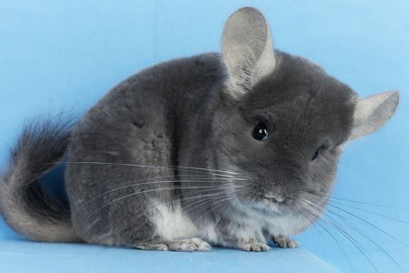 Шиншила дівчина Фіолетовий Оксамит